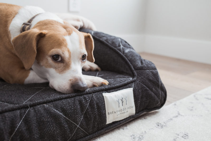 Brentwood Home Runyon Pet Bed | via @maeamor