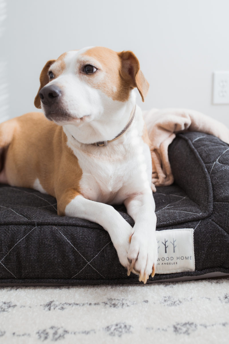 Brentwood Home Runyon Pet Bed | via @maeamor